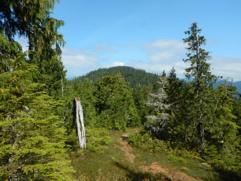 Tall Trees Trail